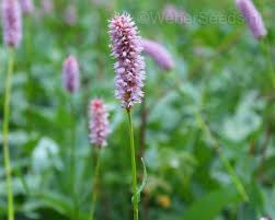 Attēlu rezultāti vaicājumam “Bistorta major flower”