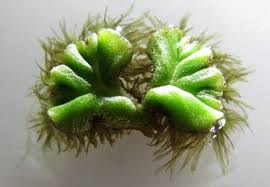 Attēlu rezultāti vaicājumam “Ricciocarpos natans”