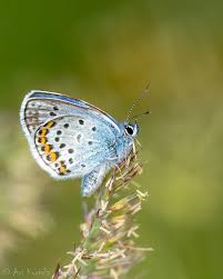 Attēlu rezultāti vaicājumam “Plebejus argus”