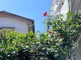 Image result for 武蔵村山市大南3丁目〈売地〉西武拝島線「武蔵砂川」駅徒歩18分　坪単価値下げしました　更地渡し　お気軽にお問い合わせください。