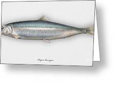 Image result for Clupea harengus