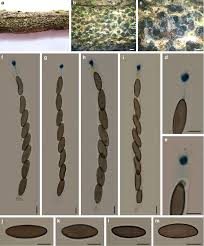 Attēlu rezultāti vaicājumam “Biscogniauxia marginata”