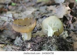 Attēlu rezultāti vaicājumam “Helvella acetabulum”