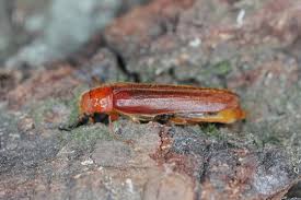 Attēlu rezultāti vaicājumam “Lymexylidae”