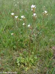 Attēlu rezultāti vaicājumam “Saxifraga granulata leaf”