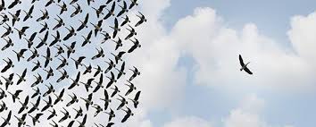 Image result for Team Deviant