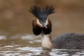 Attēlu rezultāti vaicājumam “Podiceps cristatus adult”