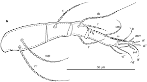 Attēlu rezultāti vaicājumam “Belbodamaeus sp.”