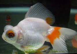 Image result for 出目金