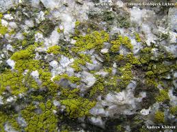 Attēlu rezultāti vaicājumam “Candelariella sp.”