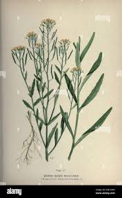 Attēlu rezultāti vaicājumam “Erysimum cheiranthoides fruit”