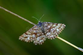 Attēlu rezultāti vaicājumam “Ematurga atomaria”