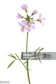 Attēlu rezultāti vaicājumam “Hesperis matronalis bud”