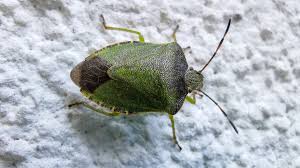 Attēlu rezultāti vaicājumam “Palomena prasina nymph”