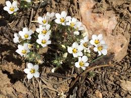 Attēlu rezultāti vaicājumam “Polemoniaceae”