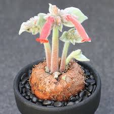 Image result for Sinningia