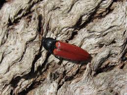 Attēlu rezultāti vaicājumam “Ampedus sp.”