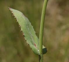 Attēlu rezultāti vaicājumam “Sonchus oleraceus leaf”