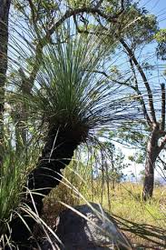 Attēlu rezultāti vaicājumam “Xanthorrhoeaceae”