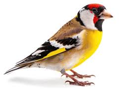 Attēlu rezultāti vaicājumam “Carduelis carduelis”