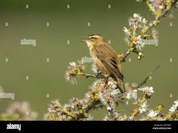 Attēlu rezultāti vaicājumam “Acrocephalus schoenobaenus adult”