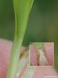 Attēlu rezultāti vaicājumam “Carex disperma”