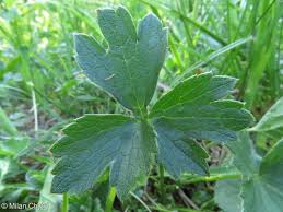 Attēlu rezultāti vaicājumam “Ranunculus polyanthemos”