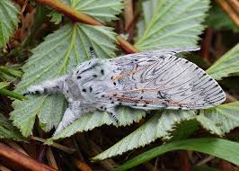 Attēlu rezultāti vaicājumam “Cerura vinula”