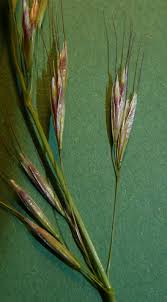 Attēlu rezultāti vaicājumam “Helictotrichon pubescens”