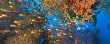 Image result for East Snorkellers