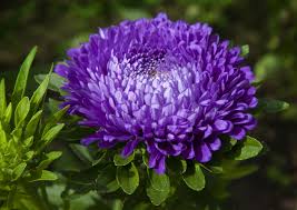 Image result for Aster