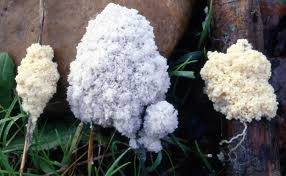 Attēlu rezultāti vaicājumam “Fuligo cinerea”