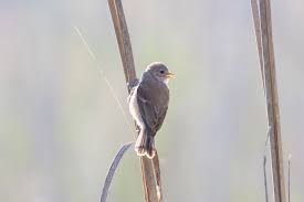 Image result for Remiz pendulinus