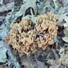 Attēlu rezultāti vaicājumam “Lentaria”