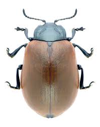 Attēlu rezultāti vaicājumam “Chrysomela populi”