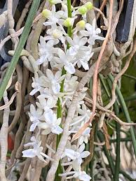 Attēlu rezultāti vaicājumam “Listera ovata flower”