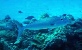 Image result for Aprion virescens