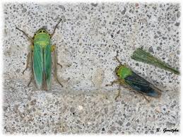 Attēlu rezultāti vaicājumam “Cicadella viridis female”