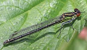 Attēlu rezultāti vaicājumam “Erythromma najas”