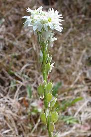 Attēlu rezultāti vaicājumam “Berteroa incana fruit”