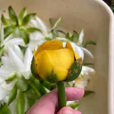 Attēlu rezultāti vaicājumam “Nuphar lutea fruit”