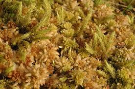 Attēlu rezultāti vaicājumam “Aulacomnium palustre”