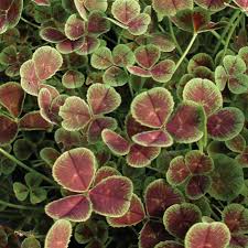 Attēlu rezultāti vaicājumam “Trifolium alpestre leaf”