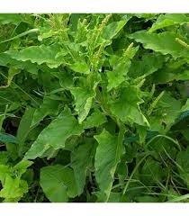 Attēlu rezultāti vaicājumam “Chenopodium bonus-henricus”