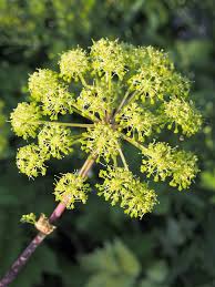 Image result for Angelica archangelica