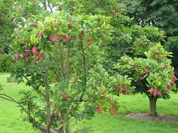Attēlu rezultāti vaicājumam “Magnolia cylindrica”