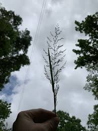 Attēlu rezultāti vaicājumam “Poa trivialis”