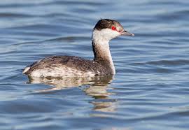 Image result for Podiceps auritus