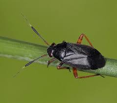 Attēlu rezultāti vaicājumam “Capsus ater”
