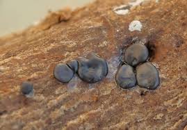 Attēlu rezultāti vaicājumam “Dianema depressum”